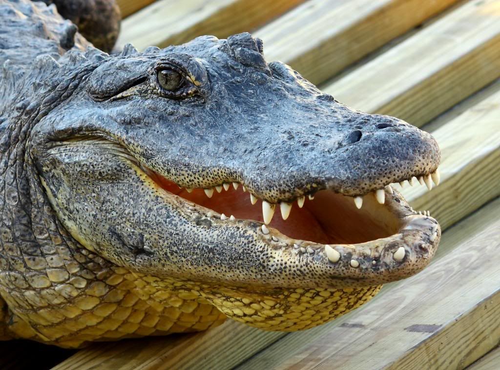 IMAGE: http://i157.photobucket.com/albums/t79/RIP57/orlando%20vacation/IMG_0233.jpg