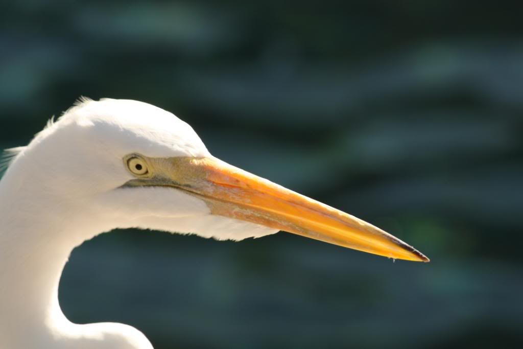 IMAGE: http://i157.photobucket.com/albums/t79/RIP57/orlando%20vacation/IMG_0356.jpg