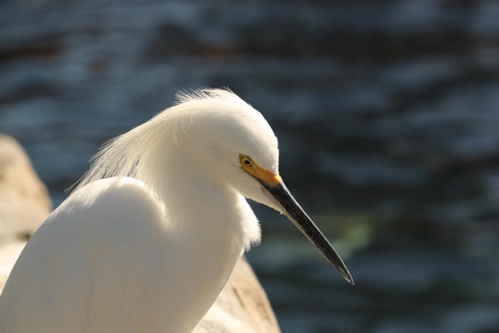 IMAGE: http://i157.photobucket.com/albums/t79/RIP57/orlando%20vacation/IMG_0363.jpg