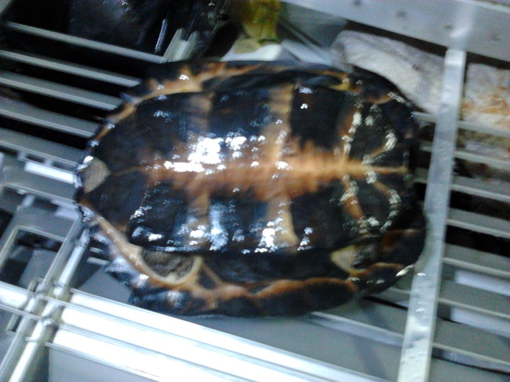 http://i157.photobucket.com/albums/t80/Catza__33547/2012-09-30185641.jpg