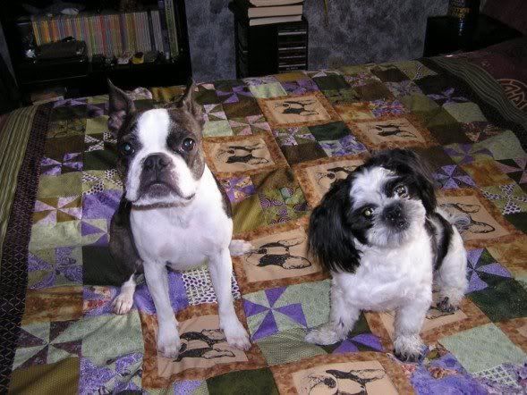 dogs