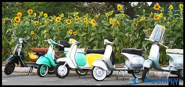 Scoots and Sunflowers