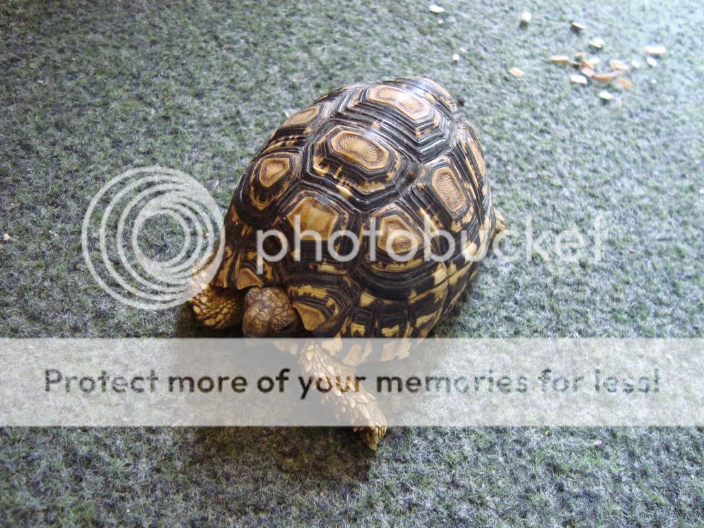 leopard tortoise courier available | Reptile Forums