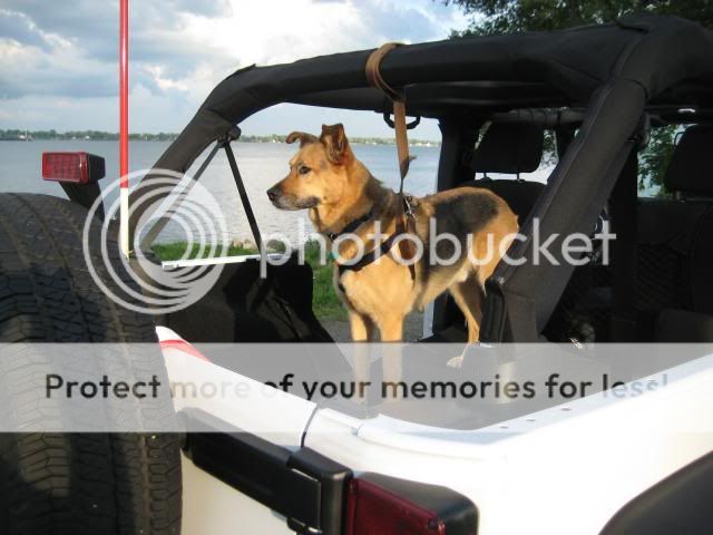 Dog Harness System (INEXPENSIVE) | Jeep Wrangler Forum