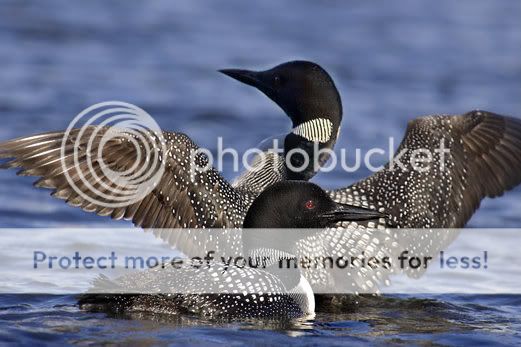 LOONS_AMOUREUX.jpg Loons image by scion_of_the_mist