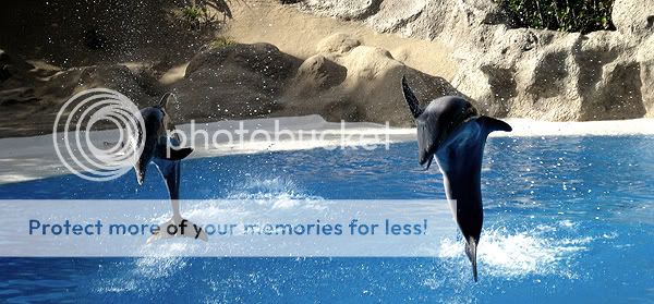 https://i157.photobucket.com/albums/t63/DonFck/Flickrz/dolphins.jpg