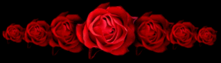 roses Pictures, Images and Photos