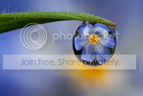 dew-drop_zps55c4546e.jpg