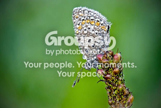 dew6_zps79376821.jpg