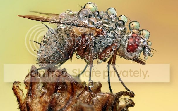 wetfly1_zpse90b6e9a.jpg
