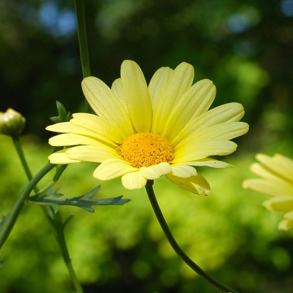 mary-summer-memory.jpg