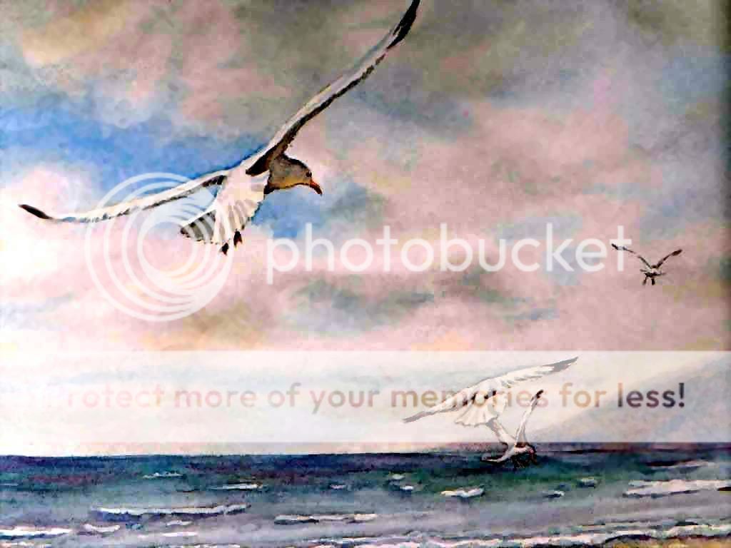 ireland_csg002_sea_gulls-ring_of_ke.jpg