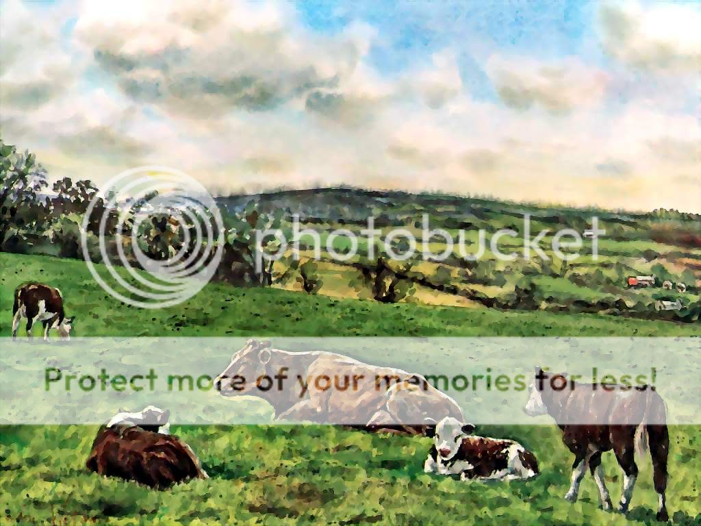 ireland_csg049_cows_in_field-county.jpg