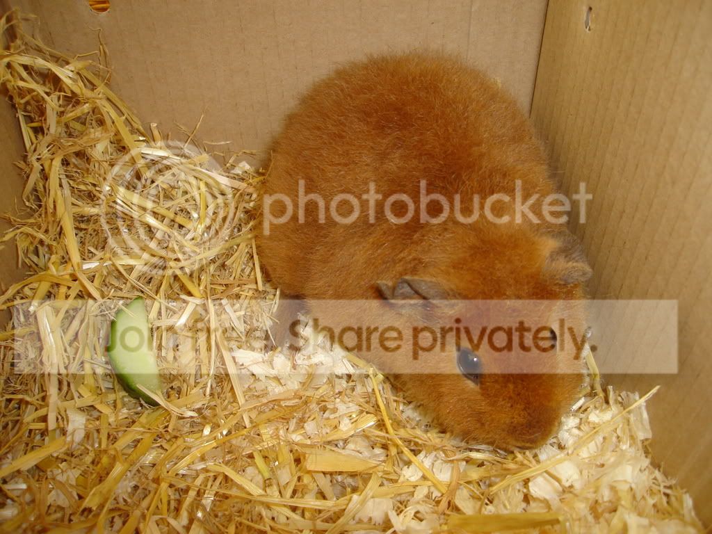 piggies001.jpg