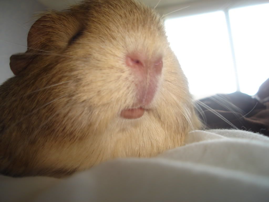pigsnnails036-1.jpg